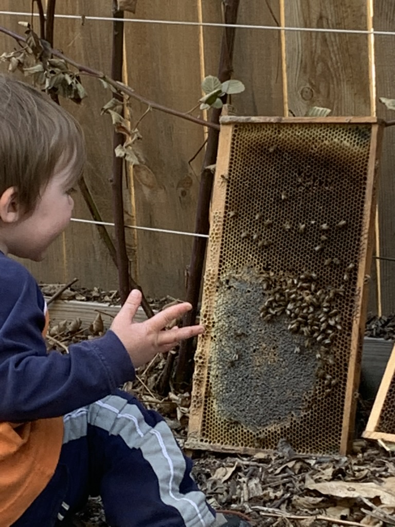 young child examining bee frames