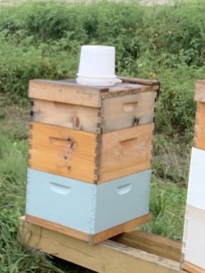 bee hive with white bucket on top.